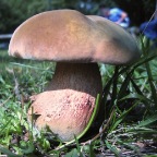 Schwammerl