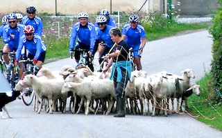 Rennrad, Cyclisme, Schafe, Vercors