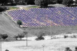 Lavendel, Drôme