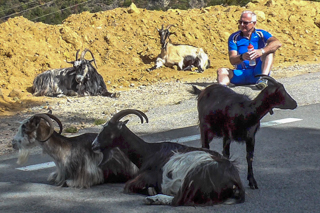 Alpinradler, Rennrad, Tour Alpin, Korsika, Corse, Ziegen